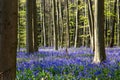 Bluebells flowers Hallerbos Royalty Free Stock Photo