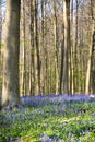 Bluebells flowers Hallerbos Royalty Free Stock Photo