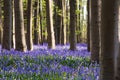 Bluebells flowers Hallerbos Royalty Free Stock Photo