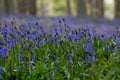 Bluebells flowers Hallerbos Royalty Free Stock Photo