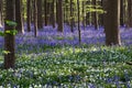 Bluebells flowers Hallerbos Royalty Free Stock Photo