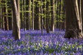 Bluebells flowers Hallerbos Royalty Free Stock Photo