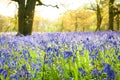 Bluebells in the forest.