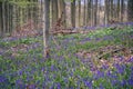 Bluebells forest near Bruxelles, Hallerbos during springtime in Belgium Royalty Free Stock Photo