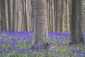 Bluebells forest near Bruxelles, Hallerbos during springtime in Belgium Royalty Free Stock Photo