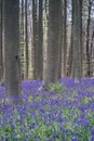 Bluebells forest near Bruxelles, Hallerbos during springtime in Belgium Royalty Free Stock Photo