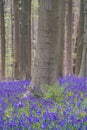 Bluebells forest near Bruxelles, Hallerbos during springtime in Belgium Royalty Free Stock Photo