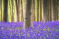 Bluebells forest near Bruxelles, Hallerbos during springtime in Belgium Royalty Free Stock Photo