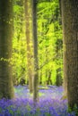 Bluebells forest near Bruxelles, Hallerbos during springtime in Belgium Royalty Free Stock Photo