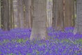 Bluebells forest near Bruxelles, Hallerbos during springtime in Belgium Royalty Free Stock Photo