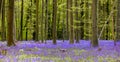 Bluebells forest panorama Royalty Free Stock Photo