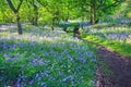 Bluebells forest in Springtime, UK Royalty Free Stock Photo