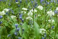 Bluebells and Garlic