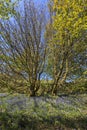 Bluebells in Gartheiniog Forest Royalty Free Stock Photo