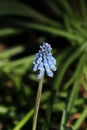 Bluebells