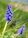 Bluebells (Grape Hyacinth, Muscari armeniacum)