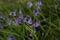 Bluebells Royalty Free Stock Photo
