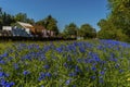 Bluebells on a grassy bank next to a railway line in the UK Royalty Free Stock Photo