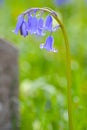 Bluebells by a gravestone Royalty Free Stock Photo