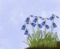 Bluebells in green grass with blue sky