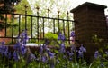 Bluebells from ground with Victorian style garden railings and brick pillar in front garden of English suburban house
