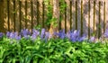 Bluebells growing in a green garden on a sunny day with a wooden gate background. Details of blue flowers in harmony Royalty Free Stock Photo