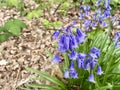 Bluebells growing wild in a forest Royalty Free Stock Photo