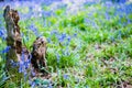 Bluebells growing wild in the sunny forest Royalty Free Stock Photo