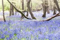 Bluebells growing wild in the woods Royalty Free Stock Photo