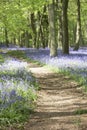 Bluebells Growing In Woodland Royalty Free Stock Photo