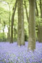 Bluebells Growing In Woodland Royalty Free Stock Photo
