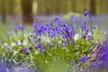 Bluebells growing in woods Royalty Free Stock Photo