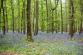 Bluebells growing in Woodstock in Oxfordshire, UK