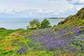 Bluebells on Heysham Head, Lancashire, Northern England