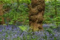 Bluebells (Hyacinthoides non-scripta) in Middleton Woods, Denton Road, Ilkley, West Yorkshire, UK Royalty Free Stock Photo
