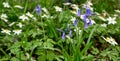 Bluebells Hyacinthoides non-scripta and wood anemone Anemone nemorosa in Sydenham Hill Wood, London