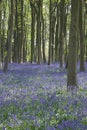 Bluebells in Itchen Woods Royalty Free Stock Photo