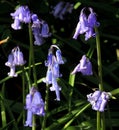 Bluebells, in late afternoon sunshine.