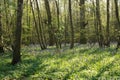 Bluebells in light with forest shadows