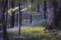 Bluebells at Margam woods Royalty Free Stock Photo