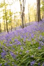 Bluebells in Margam woods, Port Talbot, Wales UK Royalty Free Stock Photo