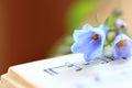 Bluebells on a Music Book Royalty Free Stock Photo