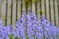 Bluebells in my garden. Vibrant Bluebell flowers growing in a backyard garden of a home. Closeup detail beautiful bright