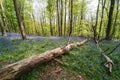 Bluebells near Margam, Port Talbot, Wales UK