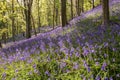 Bluebells near Margam, Port Talbot, Wales UK