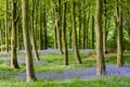 Bluebells nestled amongst tall trees Royalty Free Stock Photo