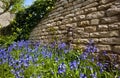 Bluebells - Old Stone Wall - England Royalty Free Stock Photo