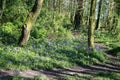 Bluebells by path, woodland area in public park Royalty Free Stock Photo
