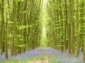 Bluebells in Philipshill Wood, Chorleywood, Hertfordshire, England, UK