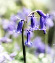 Bluebells